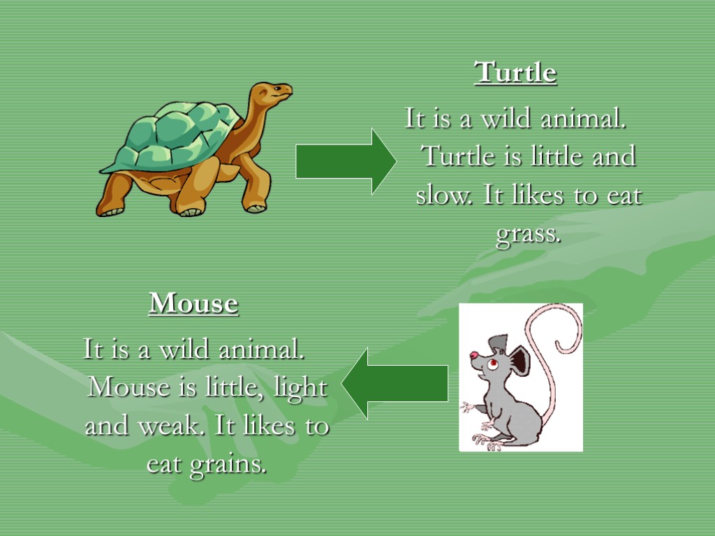 Turtle It is a wild animal. Turtle is little and slow. It likes to